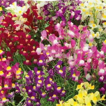 Torskemund 'Fairy Bouquet' - Frøsnapperen.dk