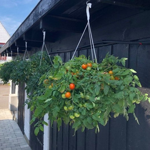 Tomat 'Tumbling Tom Rød' - Frøsnapperen.dk