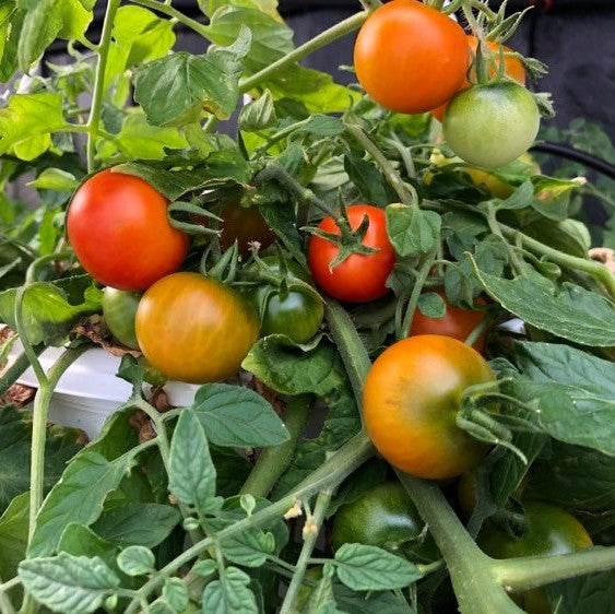 Tomat 'Tumbling Tom Rød' - Frøsnapperen.dk