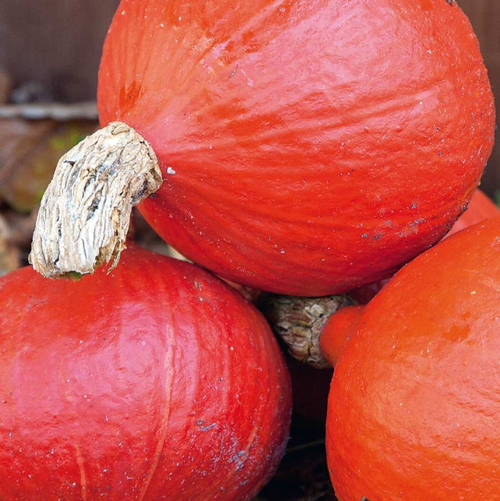 Græskar 'Uchiki Kuri' - Frøsnapperen.dk