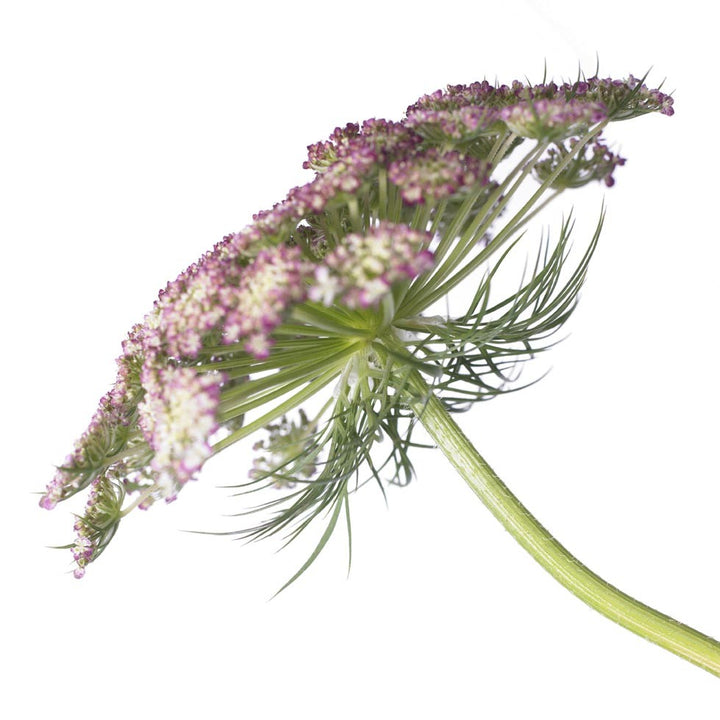 Vild Gulerod 'Dara' - Frøsnapperen.dk