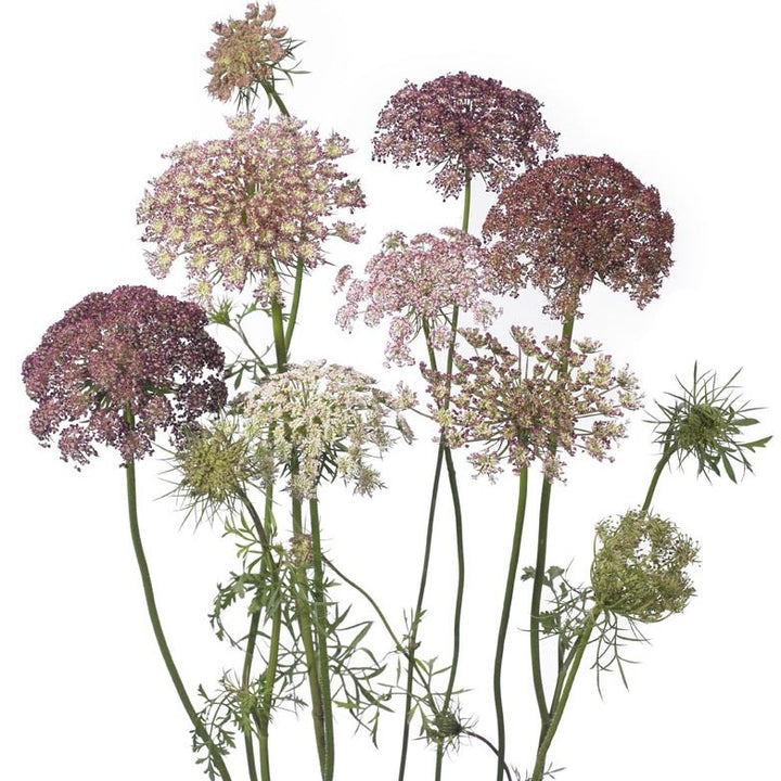 Vild Gulerod 'Dara' - Frøsnapperen.dk