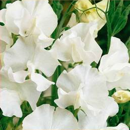 Ærteblomst 'White Ensign' - Frøsnapperen.dk