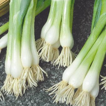 Forårsløg 'White Lisbon' - Frøsnapperen.dk