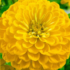Frøkenhat 'Yellow' - Frøsnapperen.dk