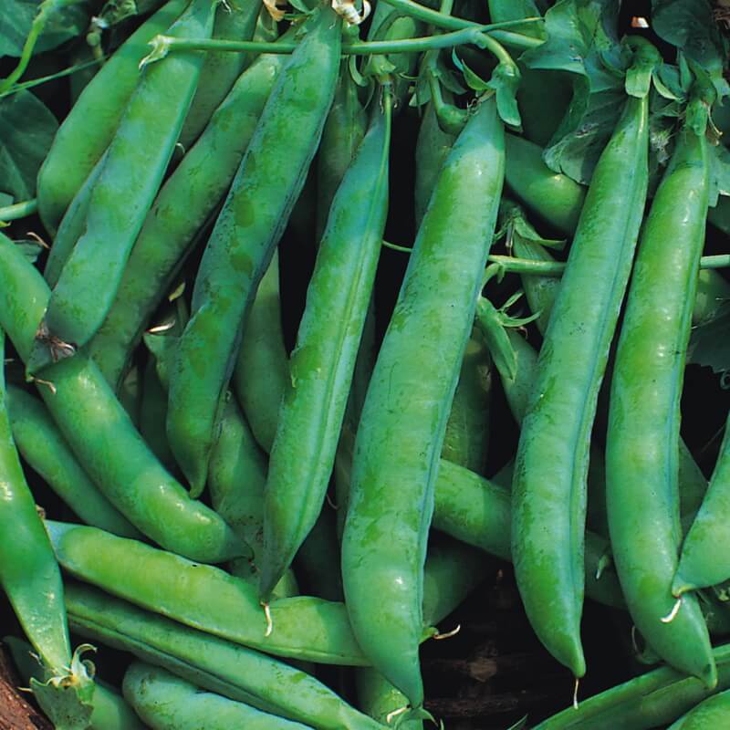 Ært 'Kelvedon Wonder' - Frøsnapperen.dk