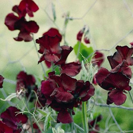 Et-årig ærteblomst Beaujolais