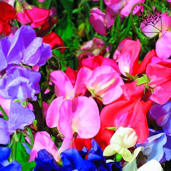 Ærteblomst, et-årig- 'Mammoth Mix' - Frøsnapperen.dk