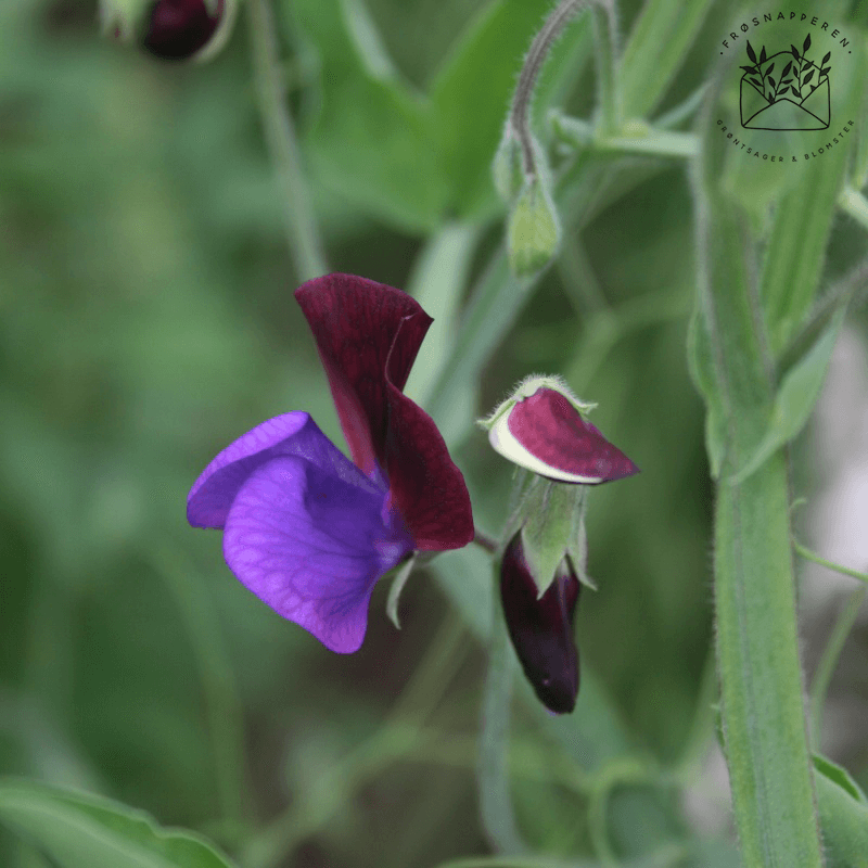 Ærteblomst, et-årig- 'Matucana' - Frøsnapperen.dk