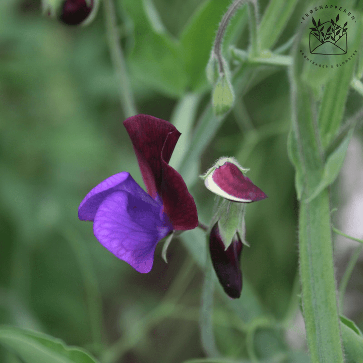 Ærteblomst, et-årig- 'Matucana' - Frøsnapperen.dk