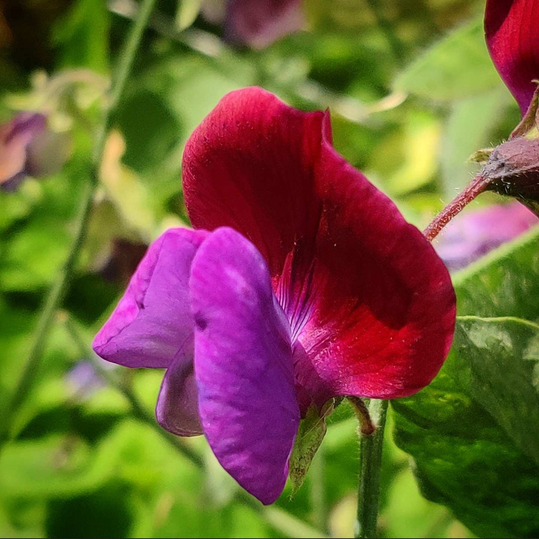 Ærteblomst, et-årig- 'Matucana' - Frøsnapperen.dk