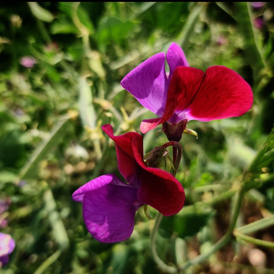 Ærteblomst, et-årig- 'Matucana' - Frøsnapperen.dk
