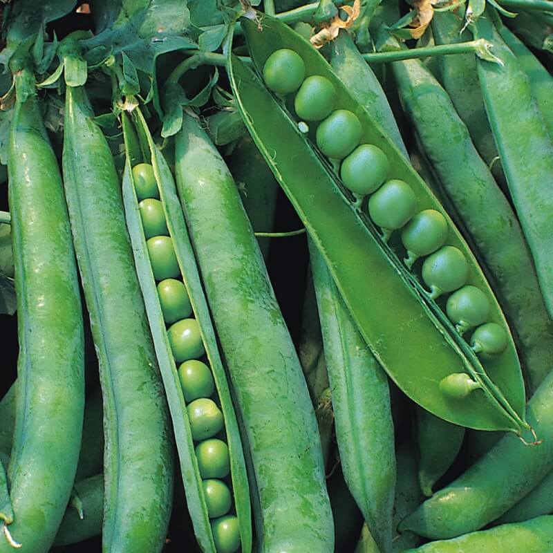 Ært 'Hurst Green Shaft' - Frøsnapperen.dk