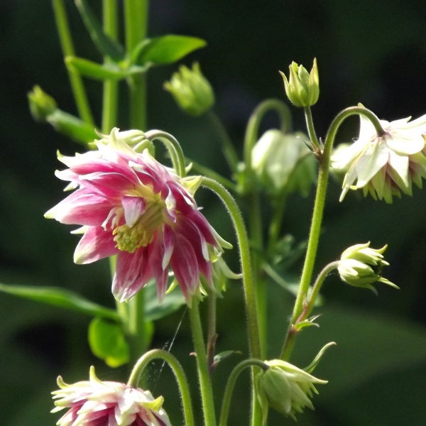 Akeleje 'Nora Barlow' - Frøsnapperen.dk