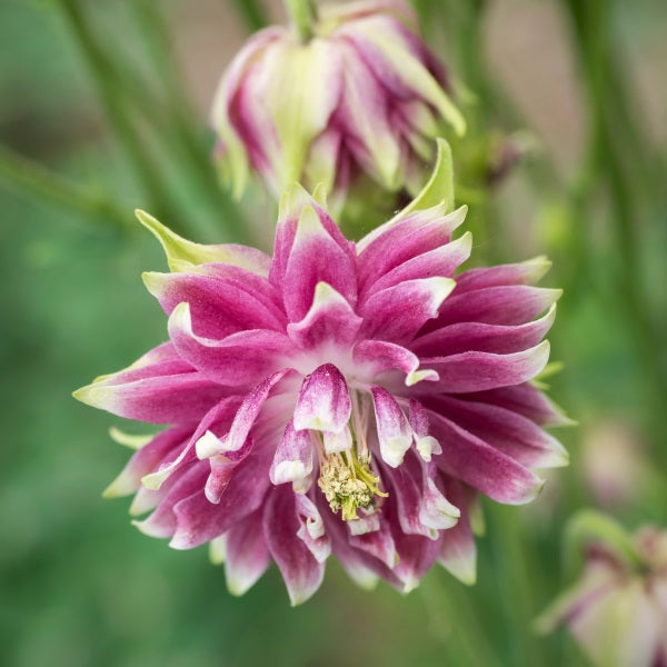 Akeleje 'Nora Barlow' - Frøsnapperen.dk