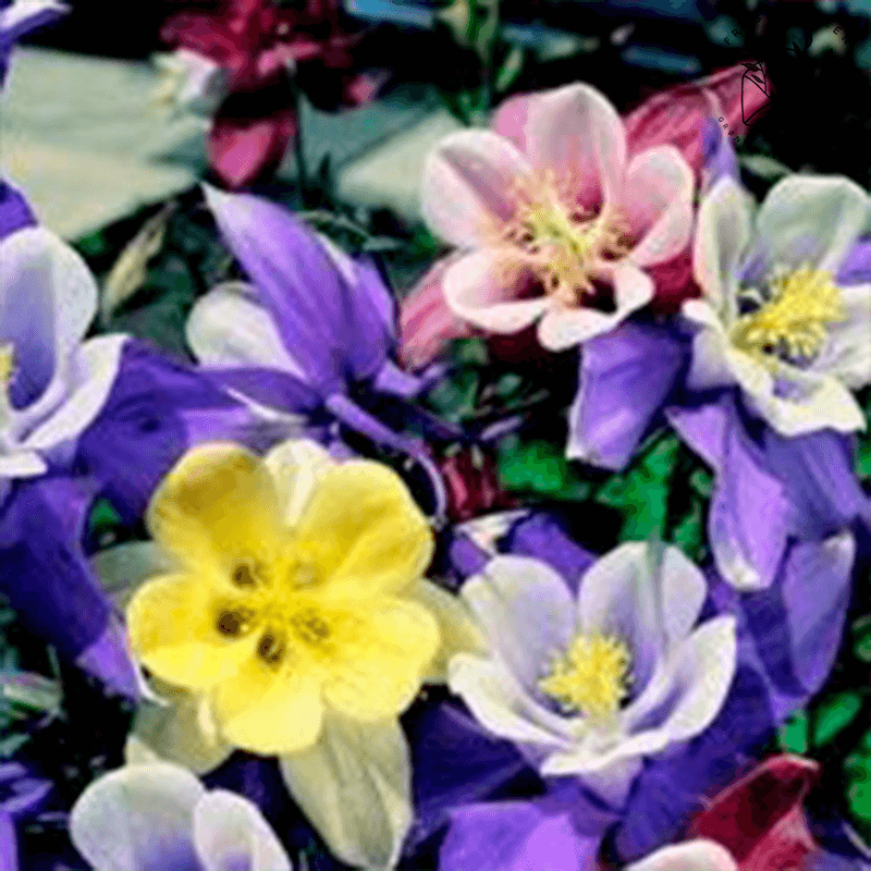 Akeleje 'Mckana Giant Hybrids' - Frøsnapperen.dk