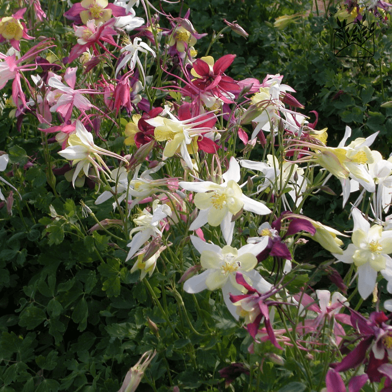 Akeleje 'Mrs Scott Elliott's Strain Mixed' - Frøsnapperen.dk