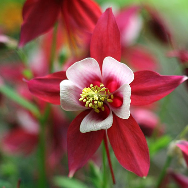 Akeleje 'Red Star' - Frøsnapperen.dk