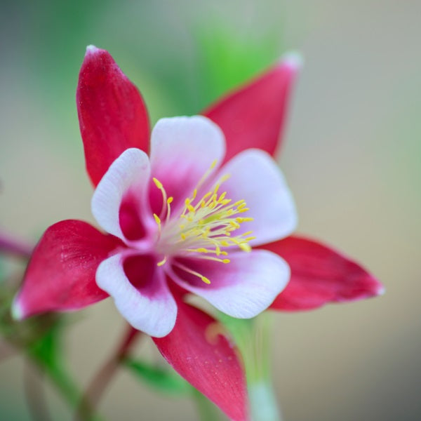 Akeleje 'Red Star' - Frøsnapperen.dk