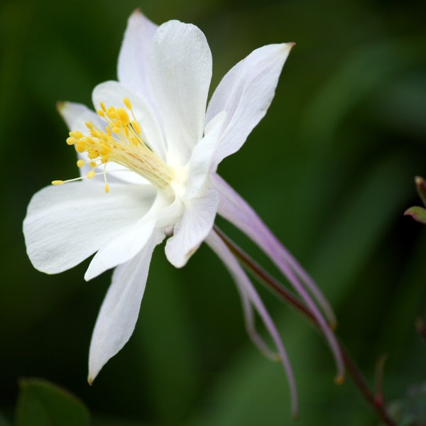 Akeleje 'White Star' - Frøsnapperen.dk