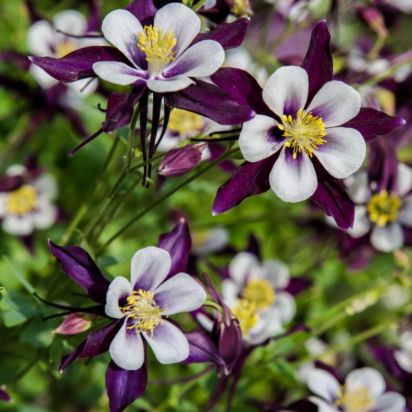 Akeleje 'William Guinness' - Frøsnapperen.dk