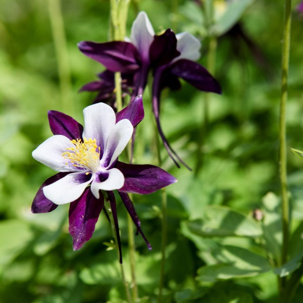 Akeleje 'William Guinness' - Frøsnapperen.dk