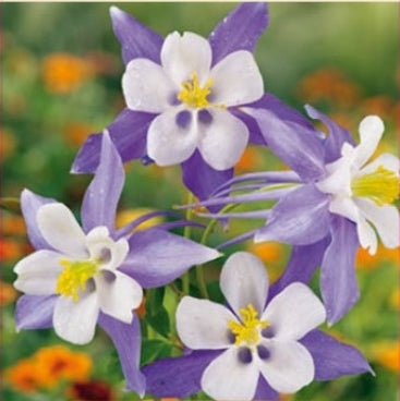 Akeleje 'Blue Star' - Frøsnapperen.dk