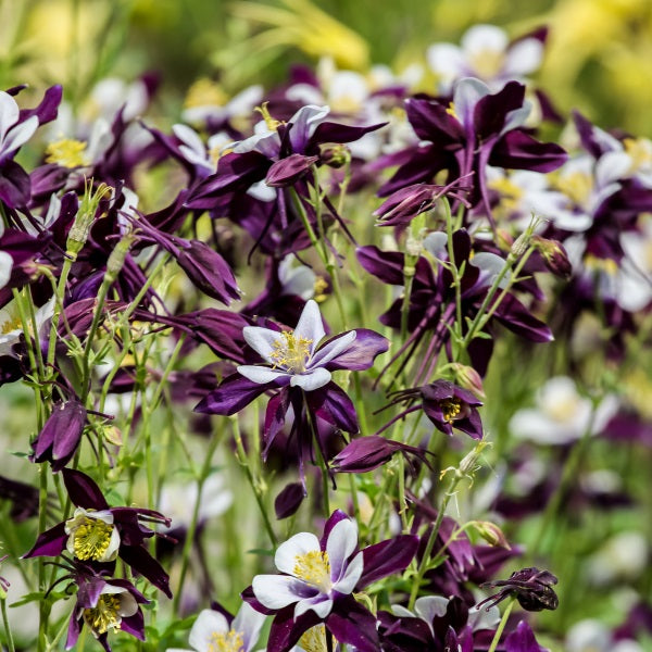 Akeleje 'William Guinness' - Frøsnapperen.dk