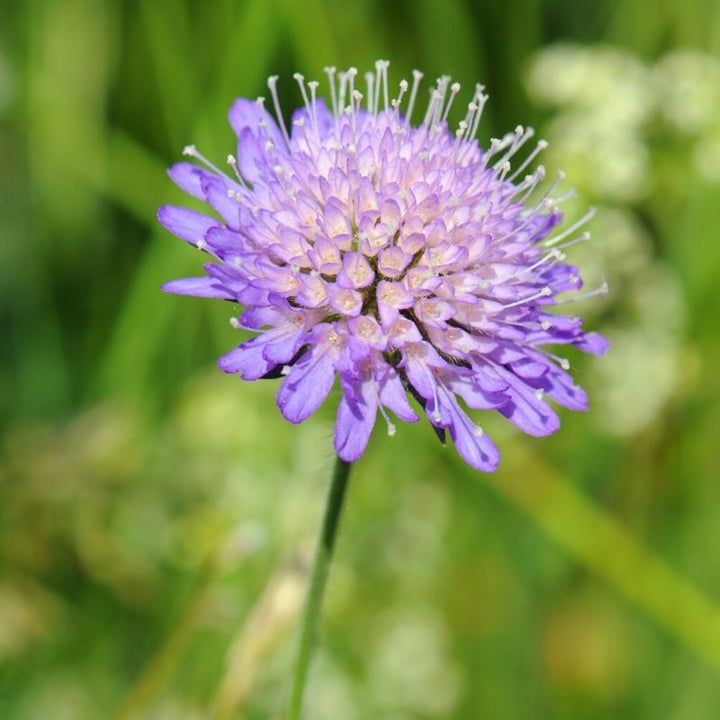 Blåhat - Frøsnapperen.dk