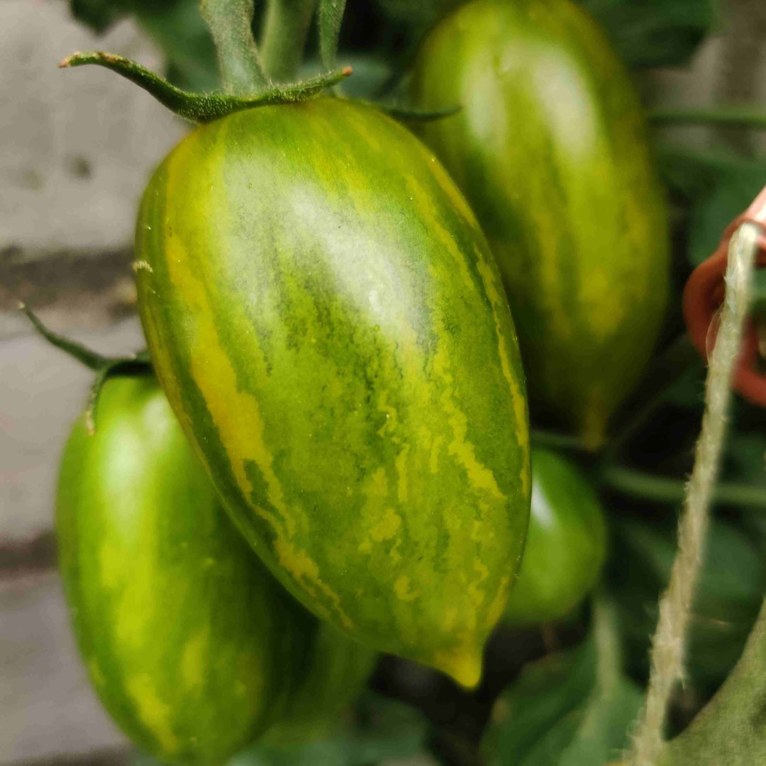 Tomat 'Artisan Green Tiger' - Frøsnapperen.dk