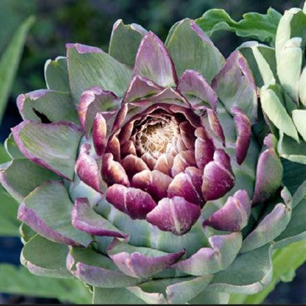 Artiskok 'Violetto Di Provence' - Frøsnapperen.dk