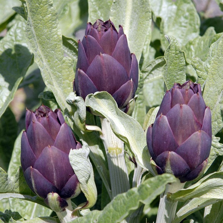 Artiskok 'Violetto Di Provence' - Frøsnapperen.dk