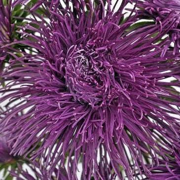 Kina Asters 'Super Nova Purple' - Frøsnapperen.dk