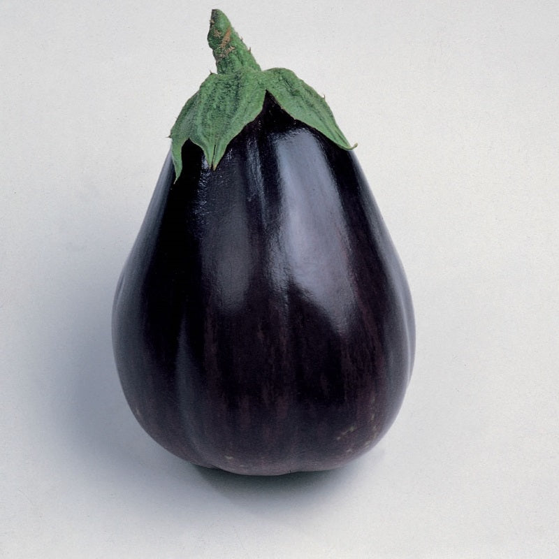 Aubergine af sorten 'Black Beauty'