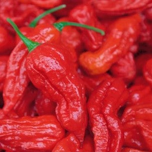 Chili 'Bhut Jolokia Rød' - Frøsnapperen.dk