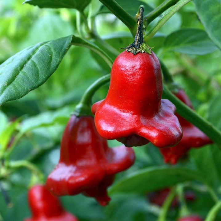 Chili 'Bishops Crown' - Frøsnapperen.dk