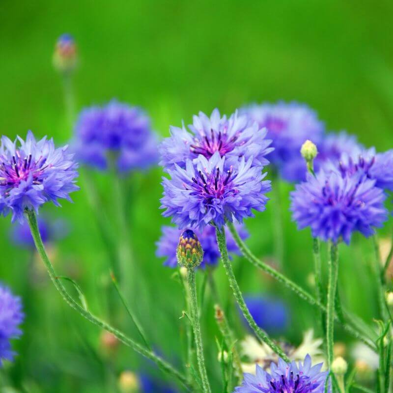 Kornblomst 'Blue Boy' - Frøsnapperen.dk