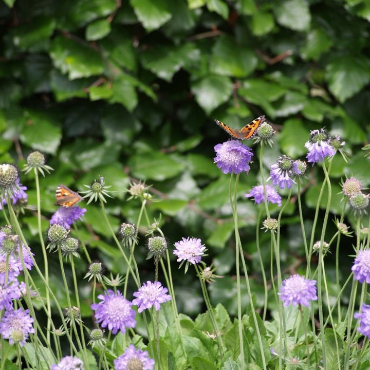 Blåhat - Frøsnapperen.dk