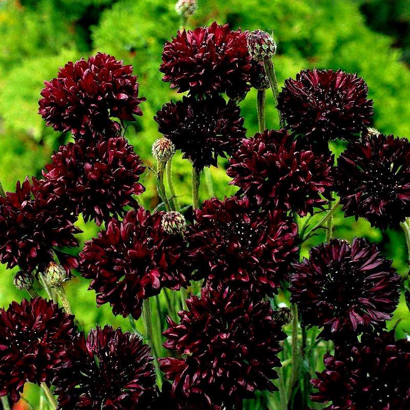 Kornblomst 'Black Ball' - Frøsnapperen.dk