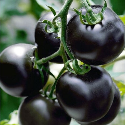 Tomat 'Blackball' - Frøsnapperen.dk