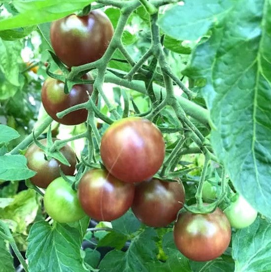 Tomat 'Black Cherry' - Frøsnapperen.dk