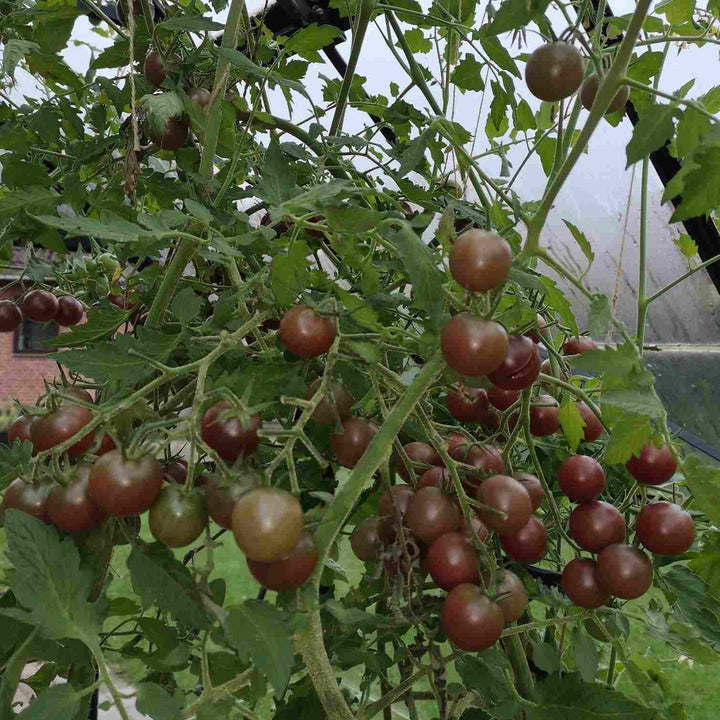 Tomat 'Black Cherry' - Frøsnapperen.dk
