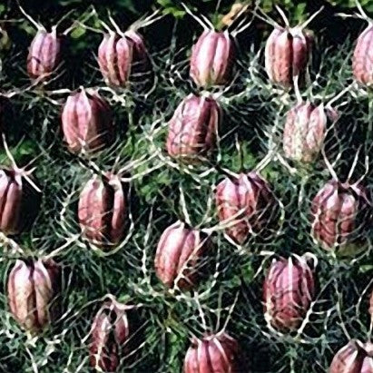 Jomfru i det grønne 'Black Pod' - Frøsnapperen.dk