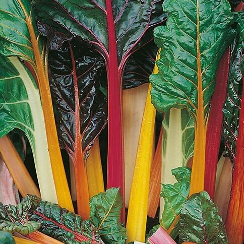 Bladbede 'Rainbow Chard' (Økologisk) - Frøsnapperen.dk