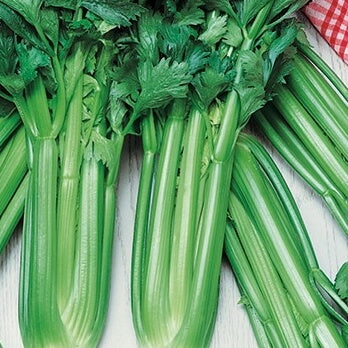 Bladselleri 'Giant Pascal' - Frøsnapperen.dk