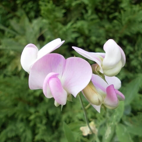 Ærteblomst, staude- 'Pink Pearl' - Frøsnapperen.dk
