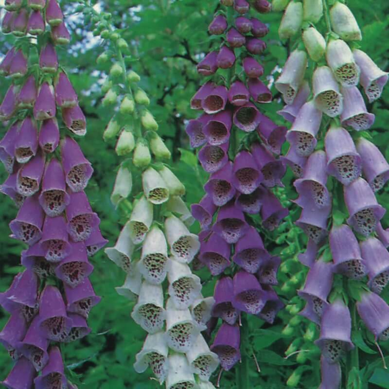 Fingerbøl 'Excelsior Hybrids' - Frøsnapperen.dk