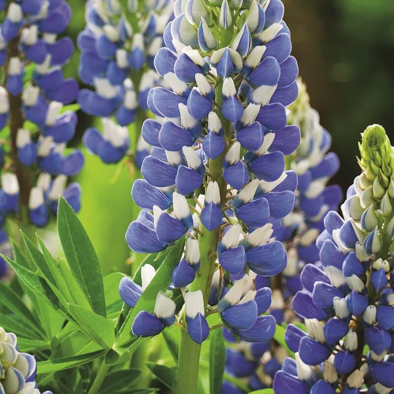 Lupin 'Russell Strain The Governor' - Frøsnapperen.dk