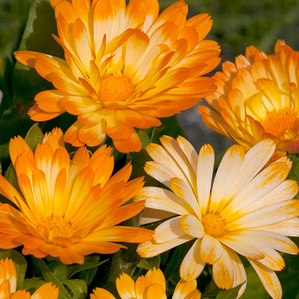 Morgenfrue 'Oopsy Daisy' - Frøsnapperen.dk