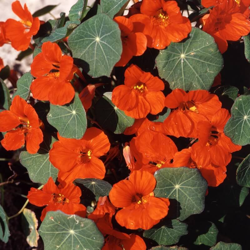 Tallerkensmækker 'Empress of India' - Frøsnapperen.dk
